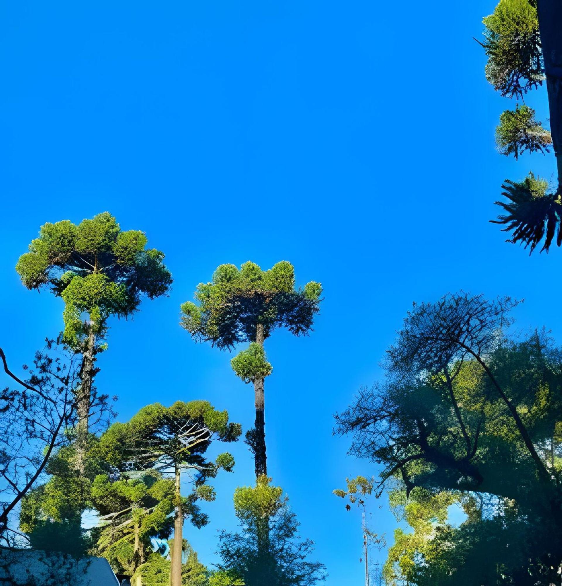 Cabana Suspensa Na Natureza - Regiao Turistica Campos do Jordão Exterior foto